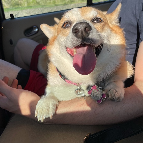 corgimomma2018